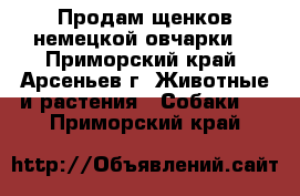 Продам щенков немецкой овчарки. - Приморский край, Арсеньев г. Животные и растения » Собаки   . Приморский край